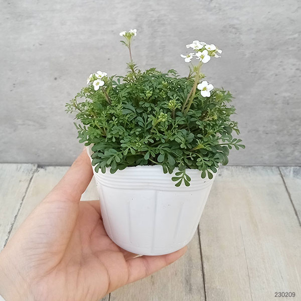 フチンシア：アイスキューブ3.5号ポット 6株セット