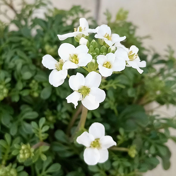 フチンシア：アイスキューブ3.5号ポット 6株セット