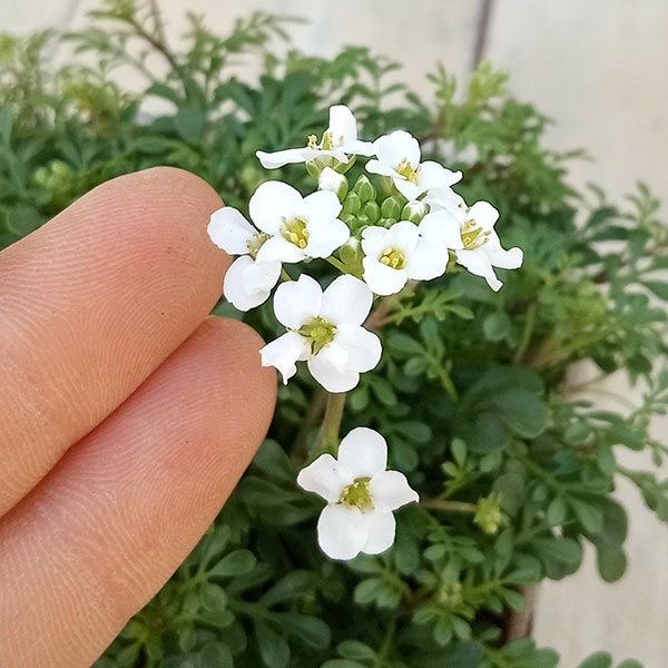 フチンシア：アイスキューブ3.5号ポット 6株セット