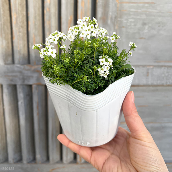 フチンシア：アイスキューブ3.5号ポット 6株セット