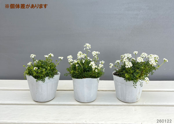 園芸ネット本店｜フチンシア：アイスキューブ3-3.5号ポット の通販【公式】