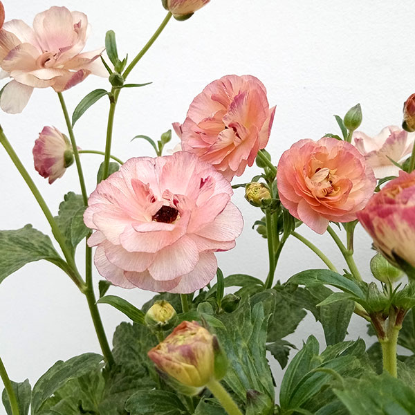 まめたん□花苗ラナンキュラス ラックスシリーズ□アポロン&ペネロペ