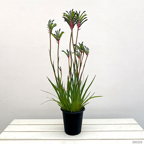 カンガルーポー:ファイヤーワークス5号鉢植え