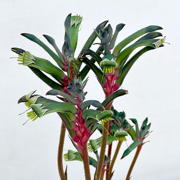 カンガルーポー:ファイヤーワークス5号鉢植え