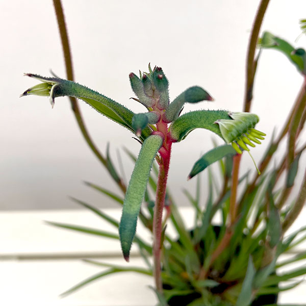 カンガルーポー:ファイヤーワークス5号鉢植え
