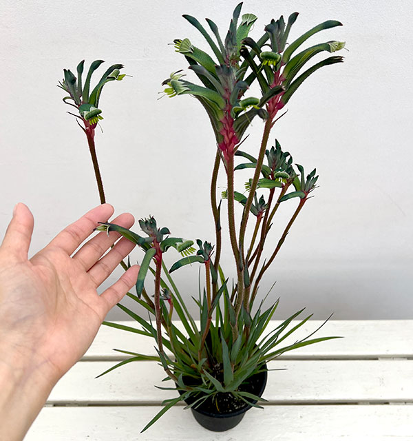 カンガルーポー:ファイヤーワークス5号鉢植え