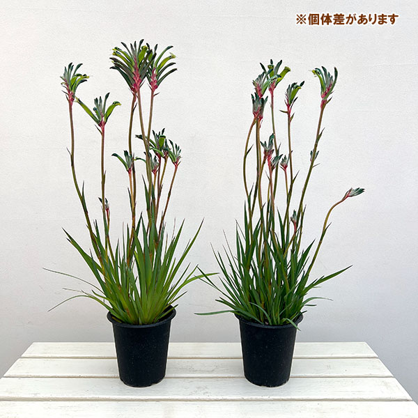 カンガルーポー:ファイヤーワークス5号鉢植え