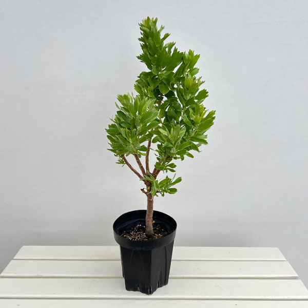 リューコスペルマム(ピンクッション):カーニバルコースト6号ポット