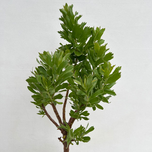 リューコスペルマム(ピンクッション):カーニバルコースト6号ポット