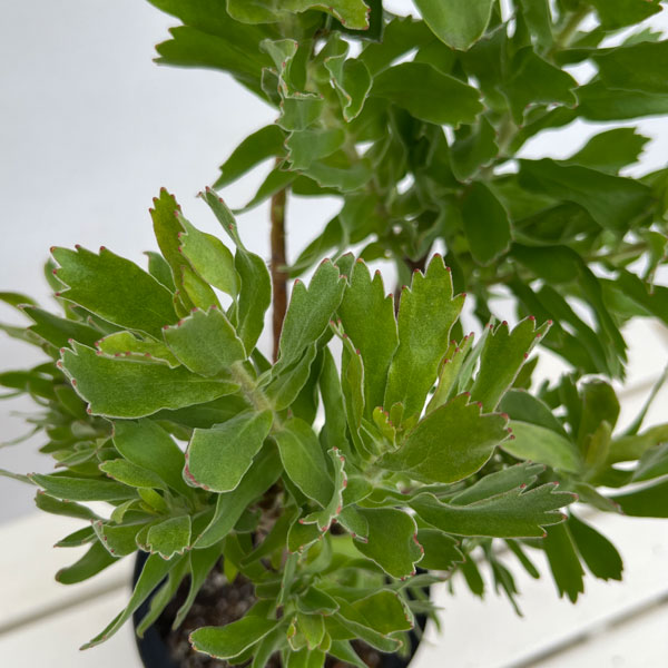 リューコスペルマム(ピンクッション):カーニバルコースト6号ポット