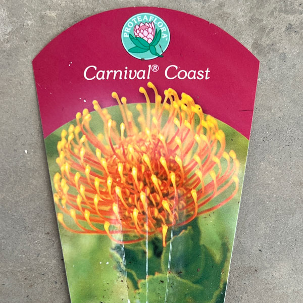 リューコスペルマム(ピンクッション):カーニバルコースト6号ポット