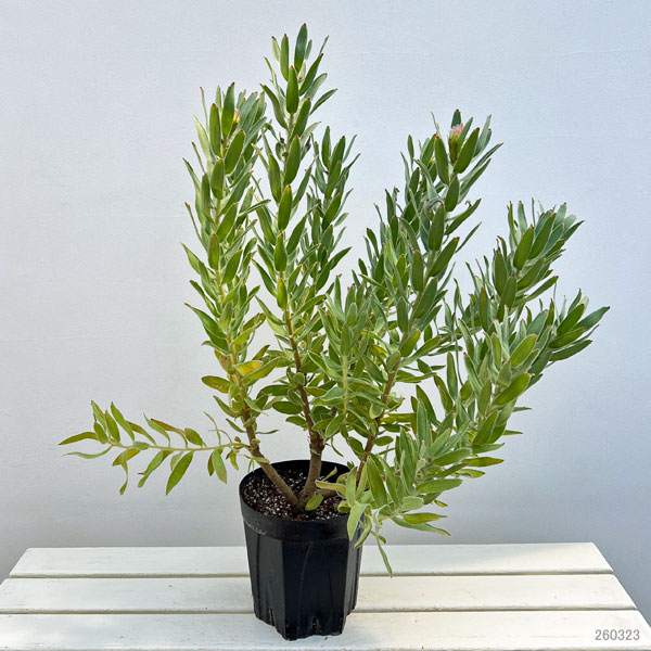 リューコスペルマム（ピンクッション）：カーニバルピーチ6号ポット