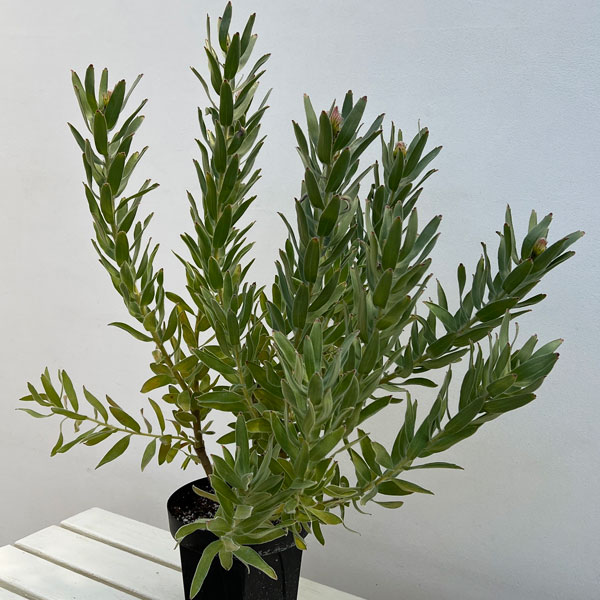 リューコスペルマム（ピンクッション）：カーニバルピーチ6号ポット