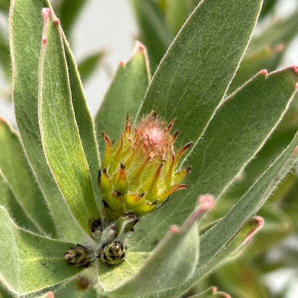 リューコスペルマム（ピンクッション）：カーニバルピーチ6号ポット