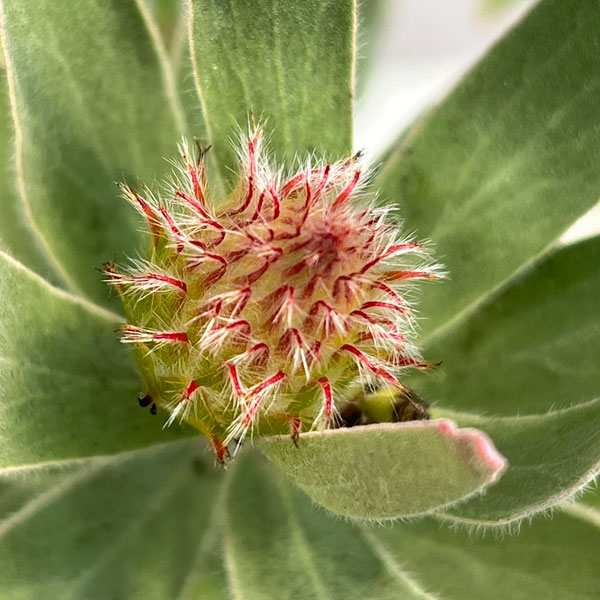 リューコスペルマム（ピンクッション）：カーニバルピーチ6号ポット