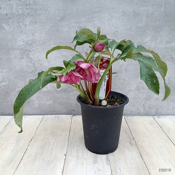 園芸ネット本店｜吉瀬園芸さんのクリスマスローズ：ダブル23-05／4号