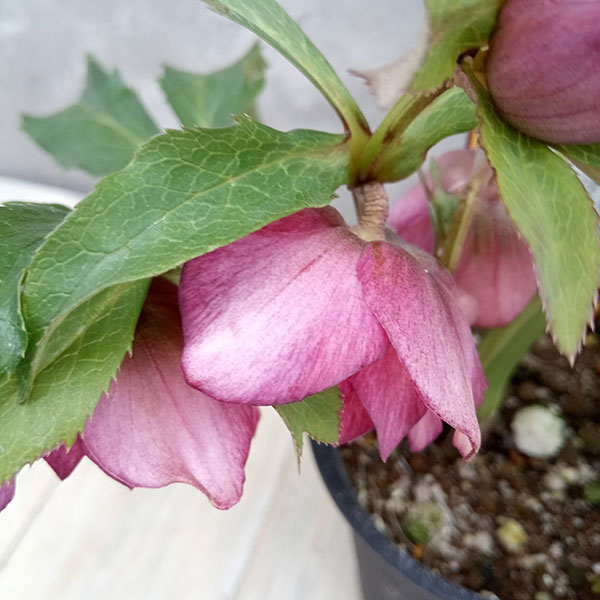 園芸ネット本店｜吉瀬園芸さんのクリスマスローズ：ダブル23-05／4号