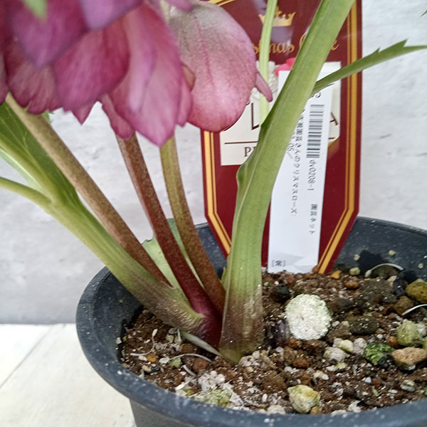 園芸ネット本店｜吉瀬園芸さんのクリスマスローズ：ダブル23-05／4号