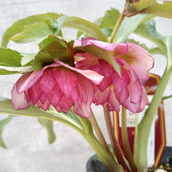 園芸ネット本店｜吉瀬園芸さんのクリスマスローズ：ダブル23-05／4号