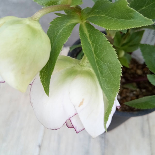 広瀬園芸 クリスマスローズ ホワイト系ダブル ピコ 株分 楽天市場