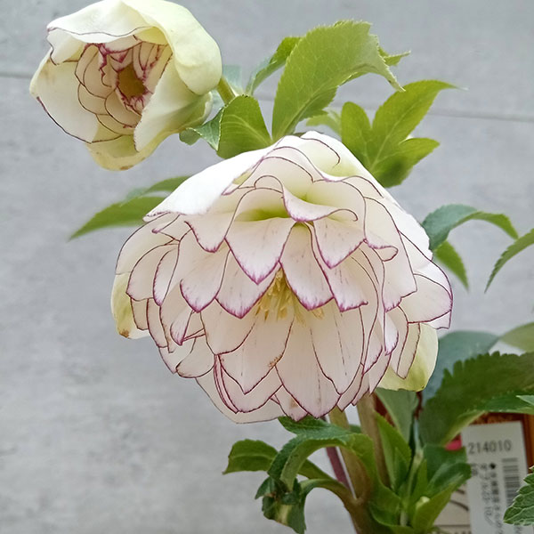 園芸ネット本店｜吉瀬園芸さんのクリスマスローズ：ダブル23-10／4号