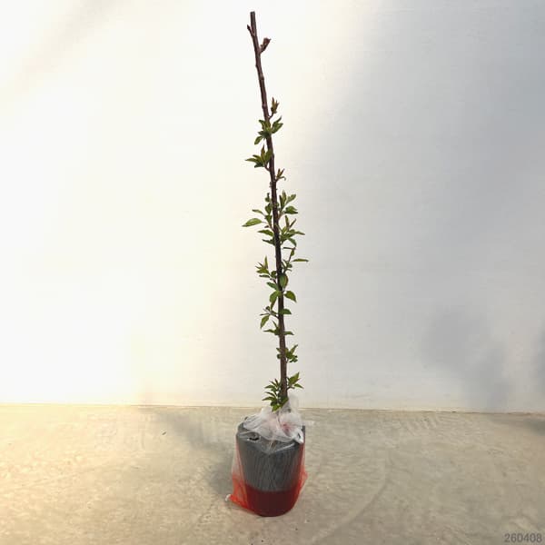 クラブアップル（マルス）：ヴァンエセルティン5号ポット