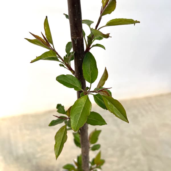 クラブアップル（マルス）：ヴァンエセルティン5号ポット