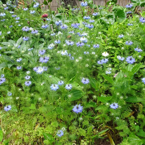 ニゲラ（黒種草・クロタネソウ）[秋まき　種　花タネ]