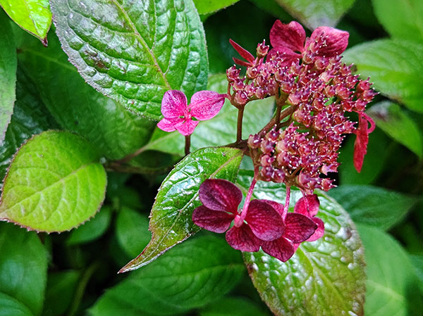 ヤマアジサイ：赤兵衛（アカベエ）3号ポット