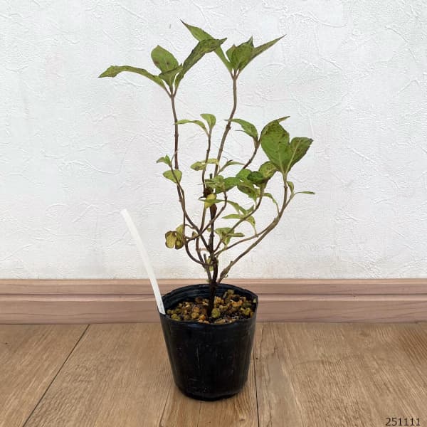 ヤマアジサイ：赤兵衛（アカベエ）3号ポット