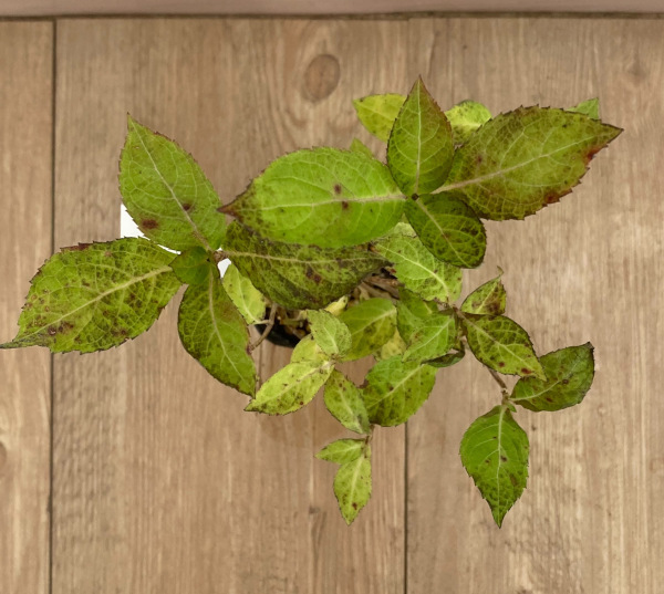 ヤマアジサイ：赤兵衛（アカベエ）3号ポット