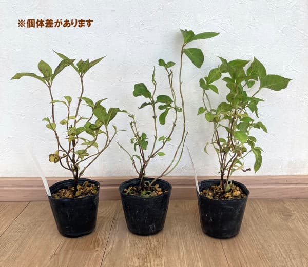 ヤマアジサイ：赤兵衛（アカベエ）3号ポット