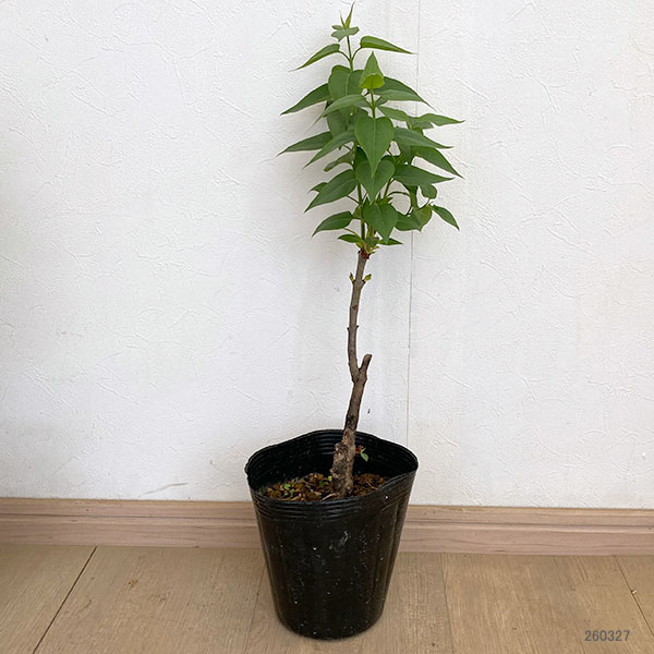 ライラック：ウェッジウッドブルー5号ポット