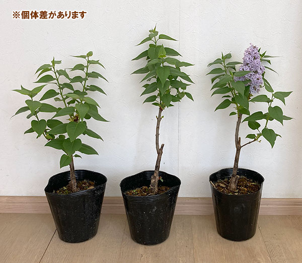 ライラック：ウェッジウッドブルー5号ポット