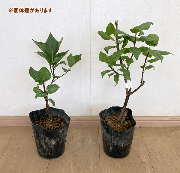 ライラック:ウェッジウッドブルー5号ポット