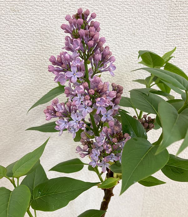 ライラック：ウェッジウッドブルー5号ポット