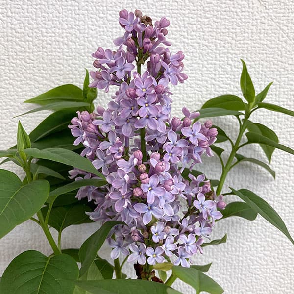 ライラック：ウェッジウッドブルー5号ポット