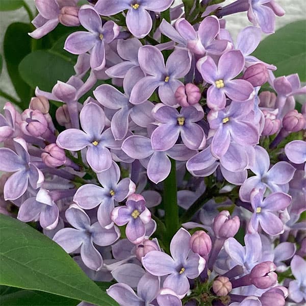 ライラック：ウェッジウッドブルー5号ポット