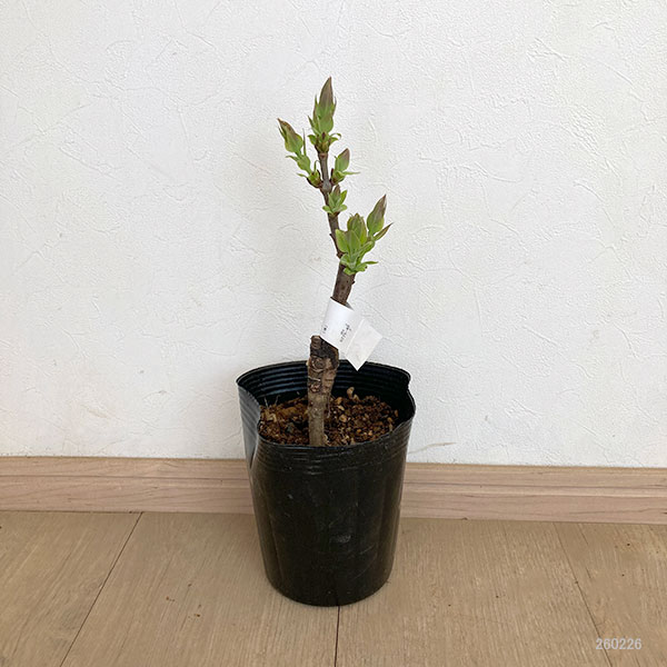 ライラック：ウェッジウッドブルー5号ポット