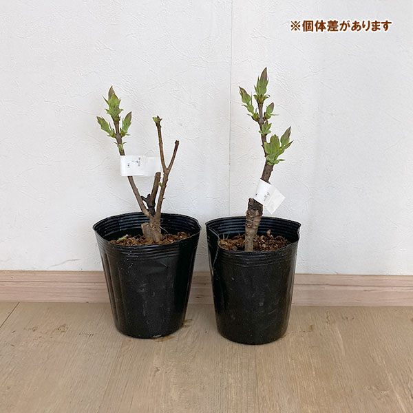 ライラック：ウェッジウッドブルー5号ポット