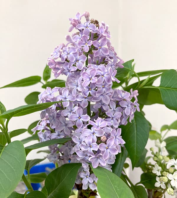 ライラック：ウェッジウッドブルー5号ポット