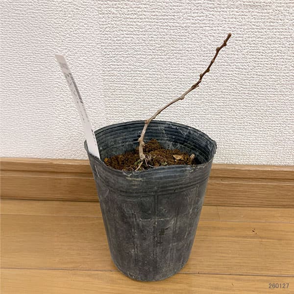 ベビーキウイ：ホーキーポーキー（メス）3号ポット