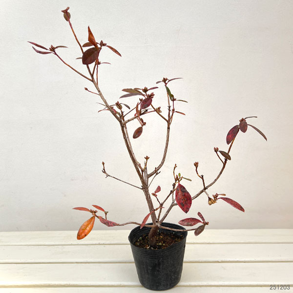 ツツジ(シャクナゲ):はるか4号ポット