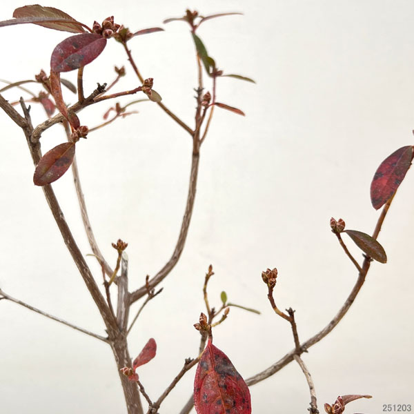 ツツジ(シャクナゲ):はるか4号ポット