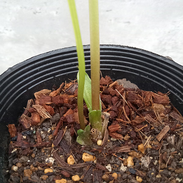 園芸ネット本店｜吉田園芸さんのクリスマスローズ：超多弁ダブル23-11