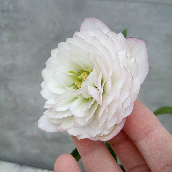 レア♪花先にグリーン模様♪やや多弁、クリスマスローズ、苗、開花株 吉田園芸さんのクリスマスローズ：多弁ダブル23-06／4.5号ポット