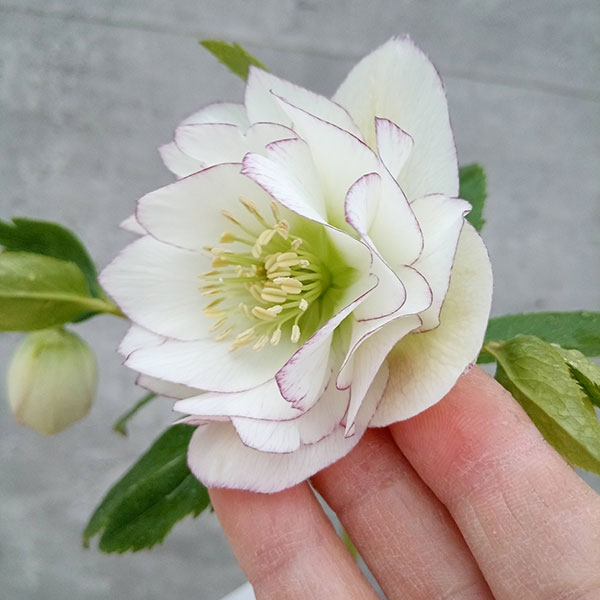 園芸ネット本店｜吉田園芸さんのクリスマスローズ：ダブル23-01／4.5号