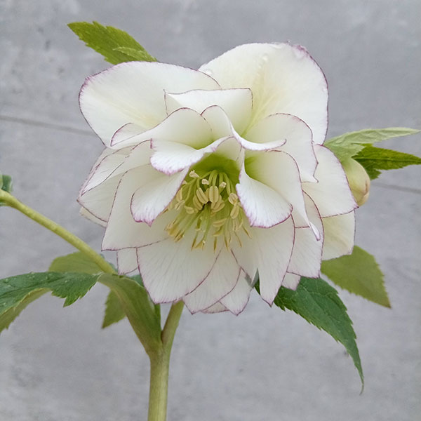 園芸ネット本店｜吉田園芸さんのクリスマスローズ：ダブル23-01／4.5号