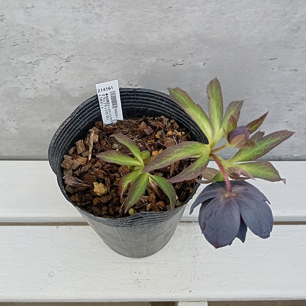 園芸ネット本店｜吉田園芸さんのクリスマスローズ：ダブルブラック23