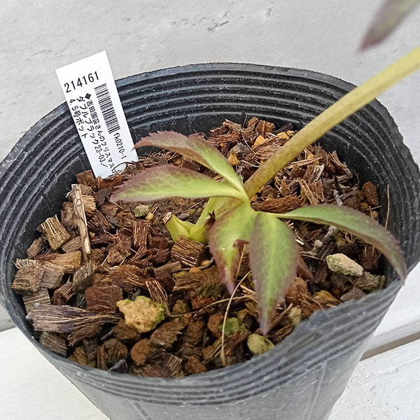 園芸ネット本店｜吉田園芸さんのクリスマスローズ：ダブルブラック23